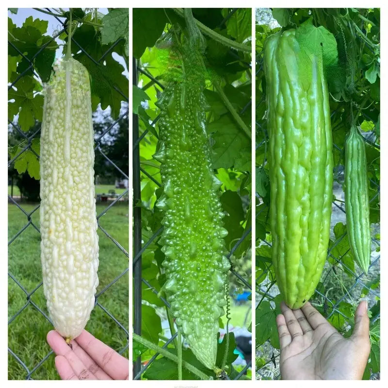 15 Green Skin Long Bitter Melon Seeds Asian Vegetable