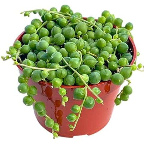 活體多肉植物(4英寸珍珠吊蘭)、活體多肉植物、已完全生根的多肉植物、適合家庭辦公室裝飾的稀有室內植物