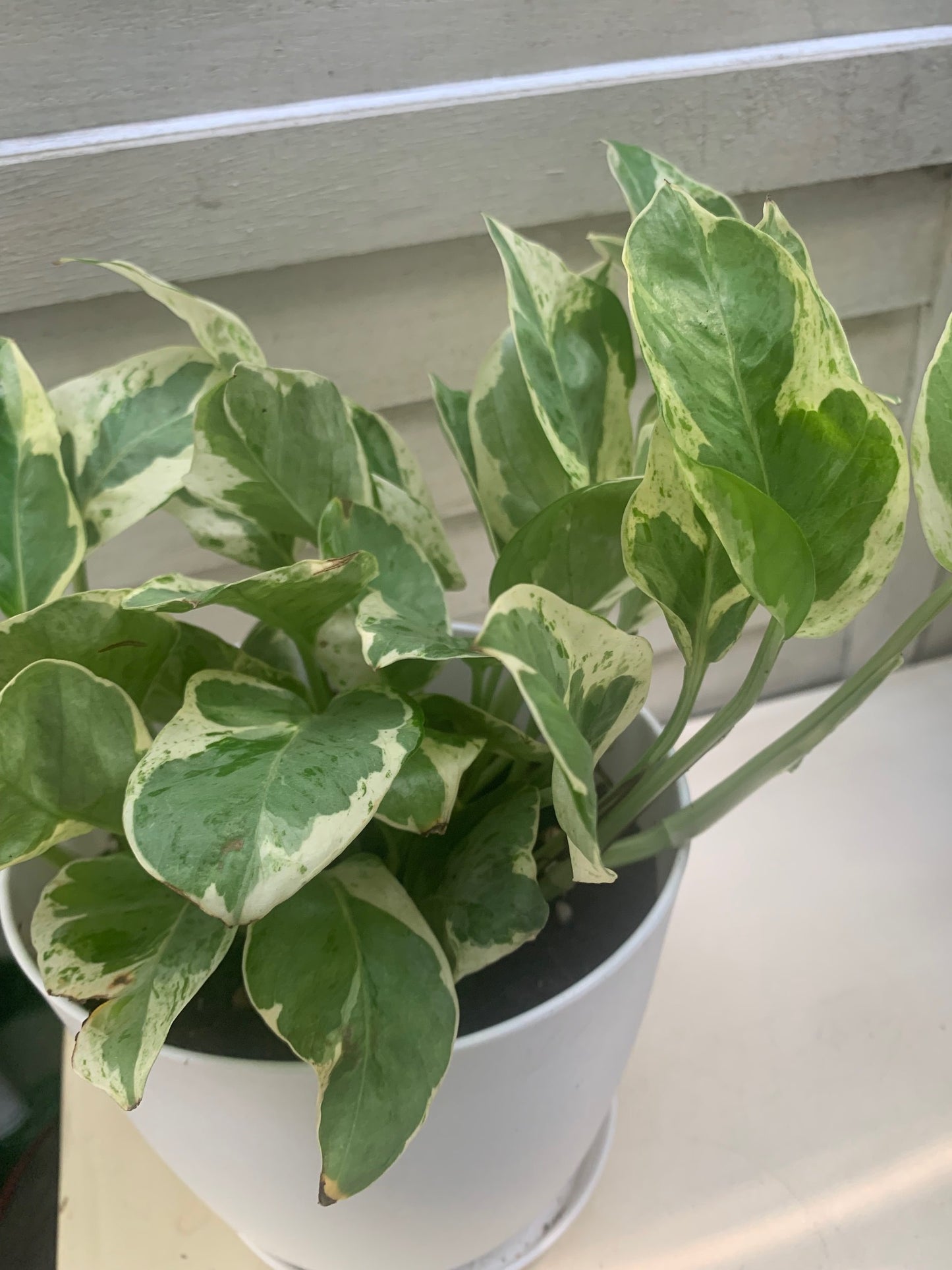 空氣清淨機綠蘿套裝室內植物入門花盆植物禮品家居裝飾室內任何房間