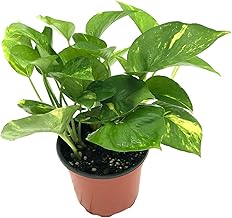 空氣清淨機綠蘿套裝室內植物入門花盆植物禮品家居裝飾室內任何房間
