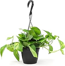 空氣清淨機綠蘿套裝室內植物入門花盆植物禮品家居裝飾室內任何房間
