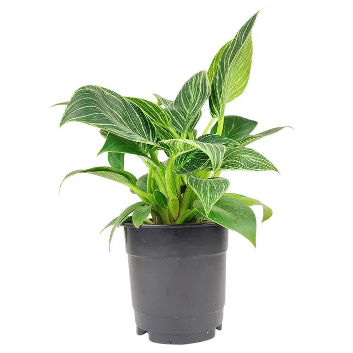 柏金蔓綠絨 - 活體室內植物 - 室內植物
