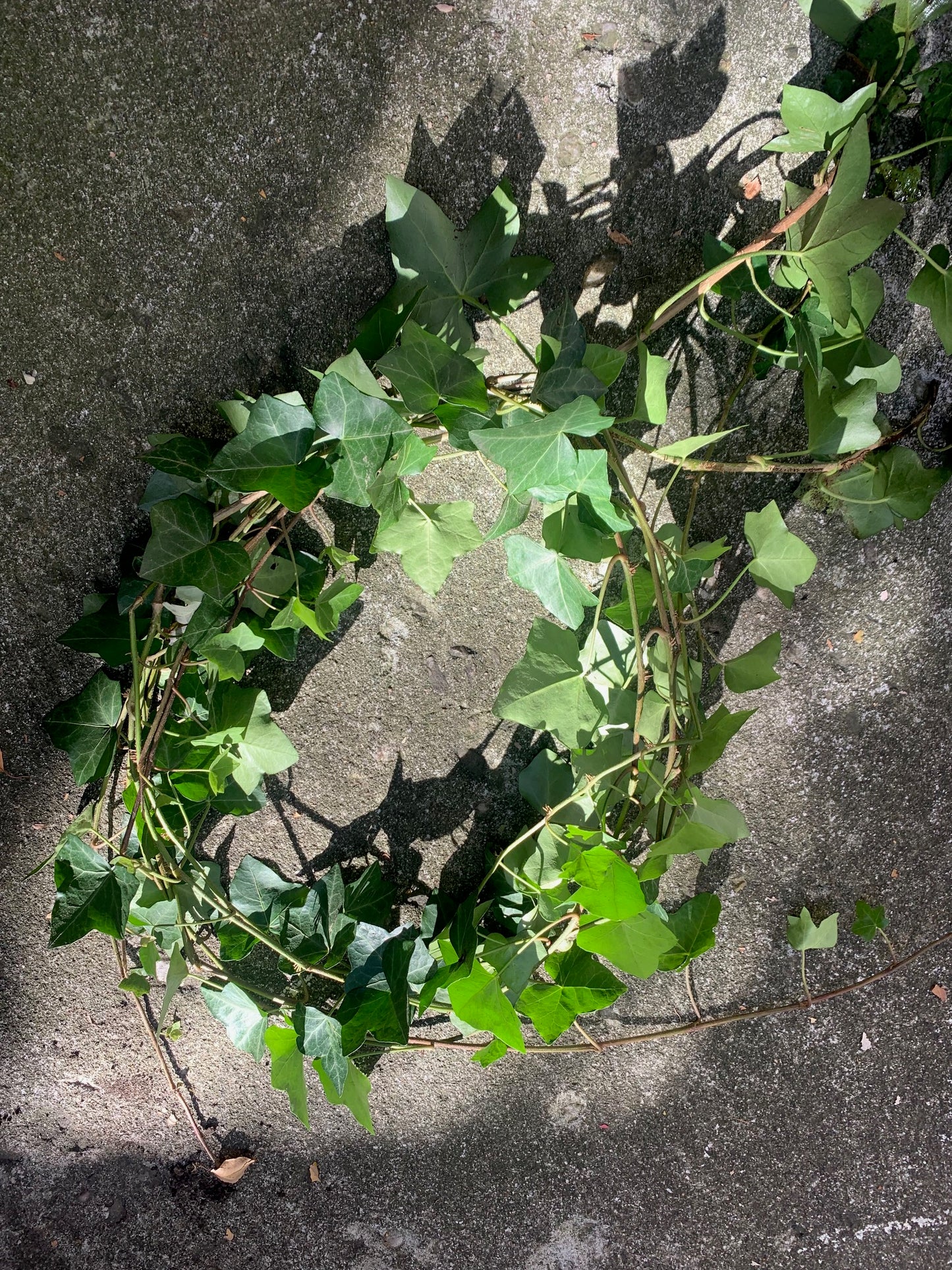 Rooted Air Indoor Plants English Ivy Green Wreaths in 6" Pot