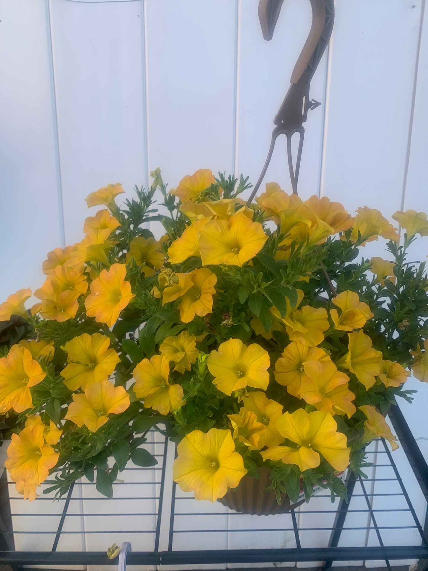 Rooted Yellow Petunia for balcony home decoration basket