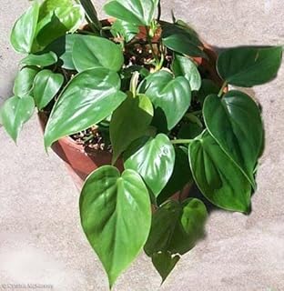 巴西蔓綠絨 - 活體植物