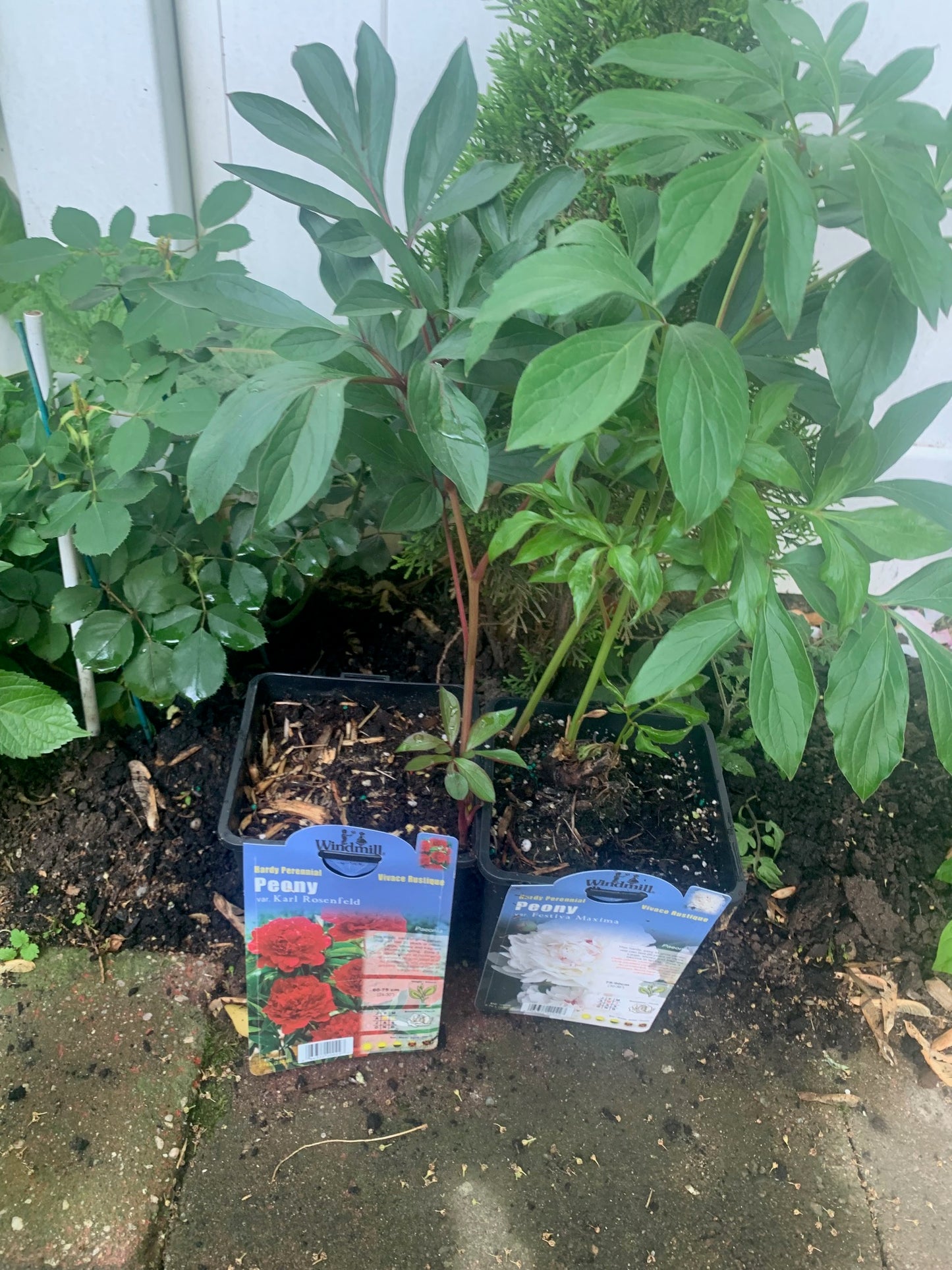 Peony Karl Bare Root Live Plants Outdoor Garden