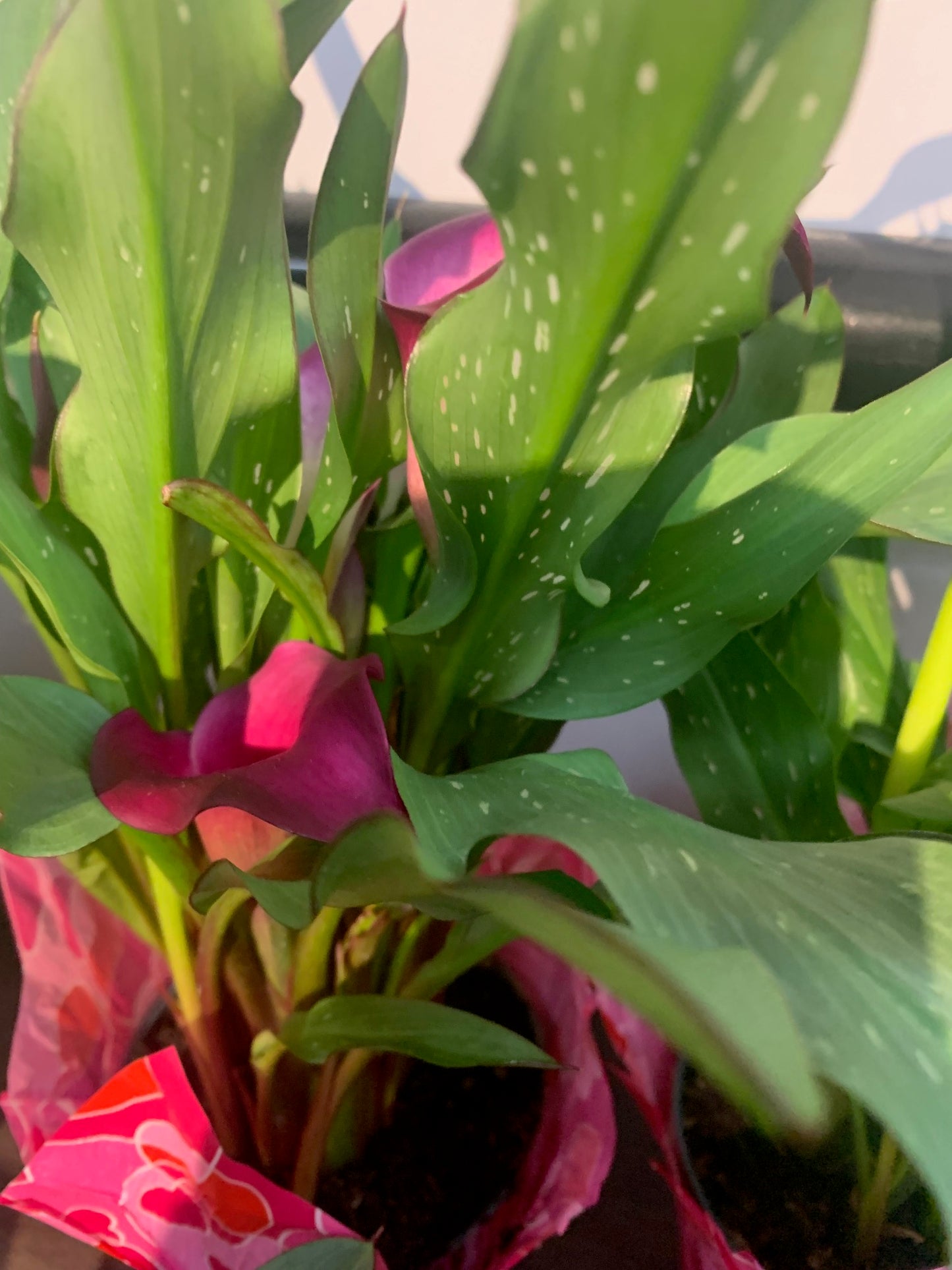 Indoor Plants Calla Purple flowers in Pot