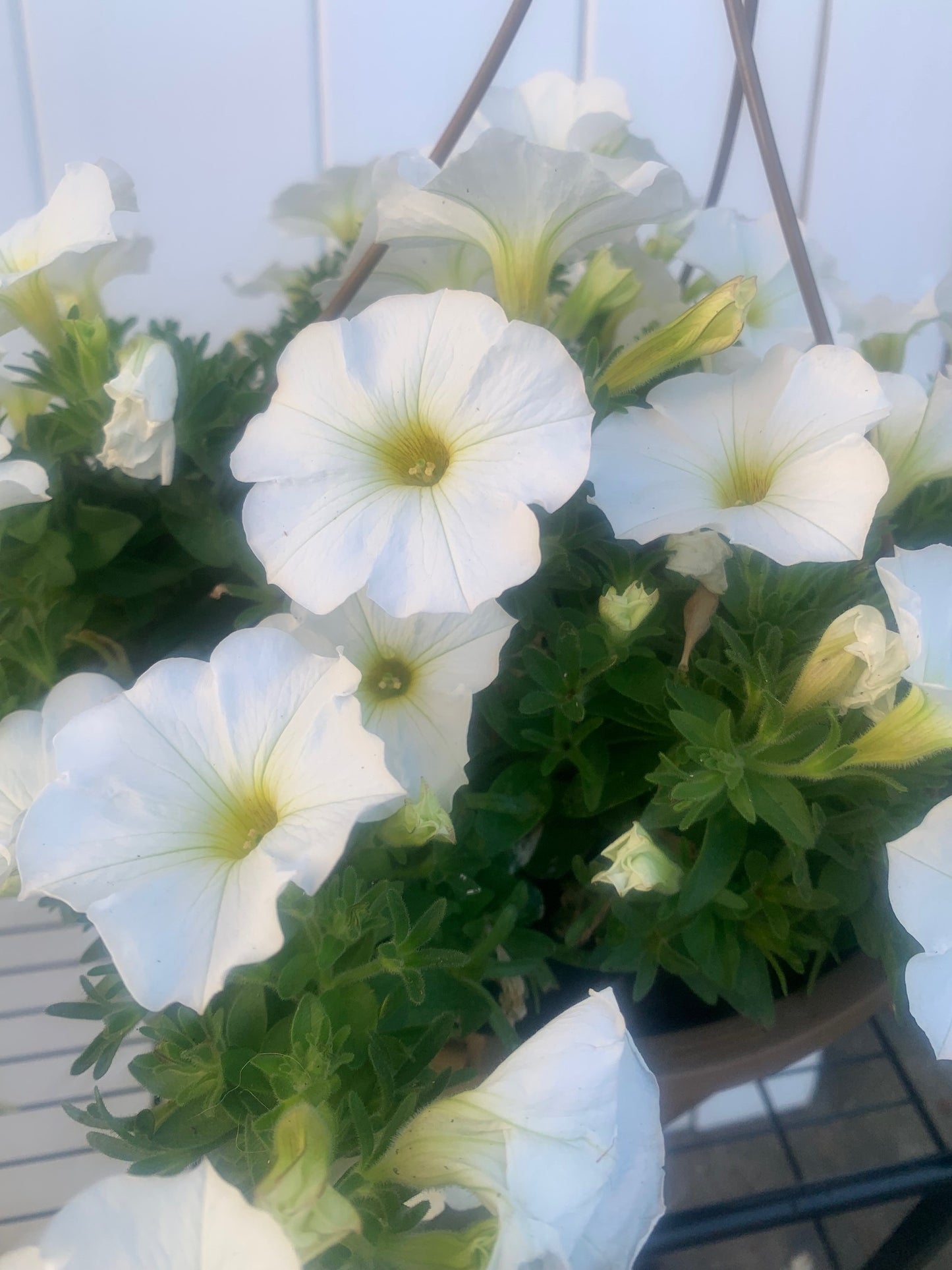 Rooted white Petunia for balcony home decoration basket