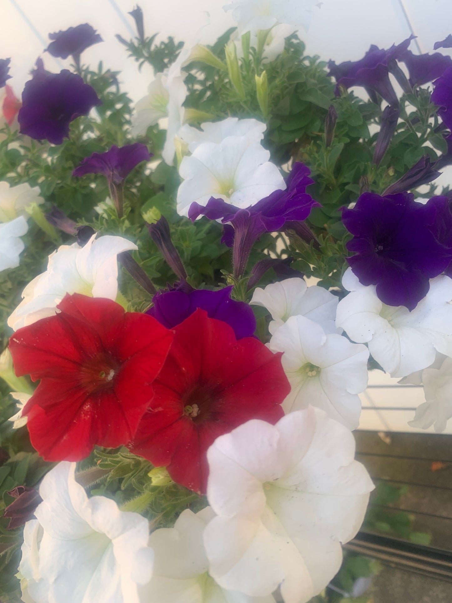 Rooted Annual Plants purple white red flowers Petunia beautiful color for the summer balcony