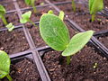 Kabocha Japanese Pumpkin Plants