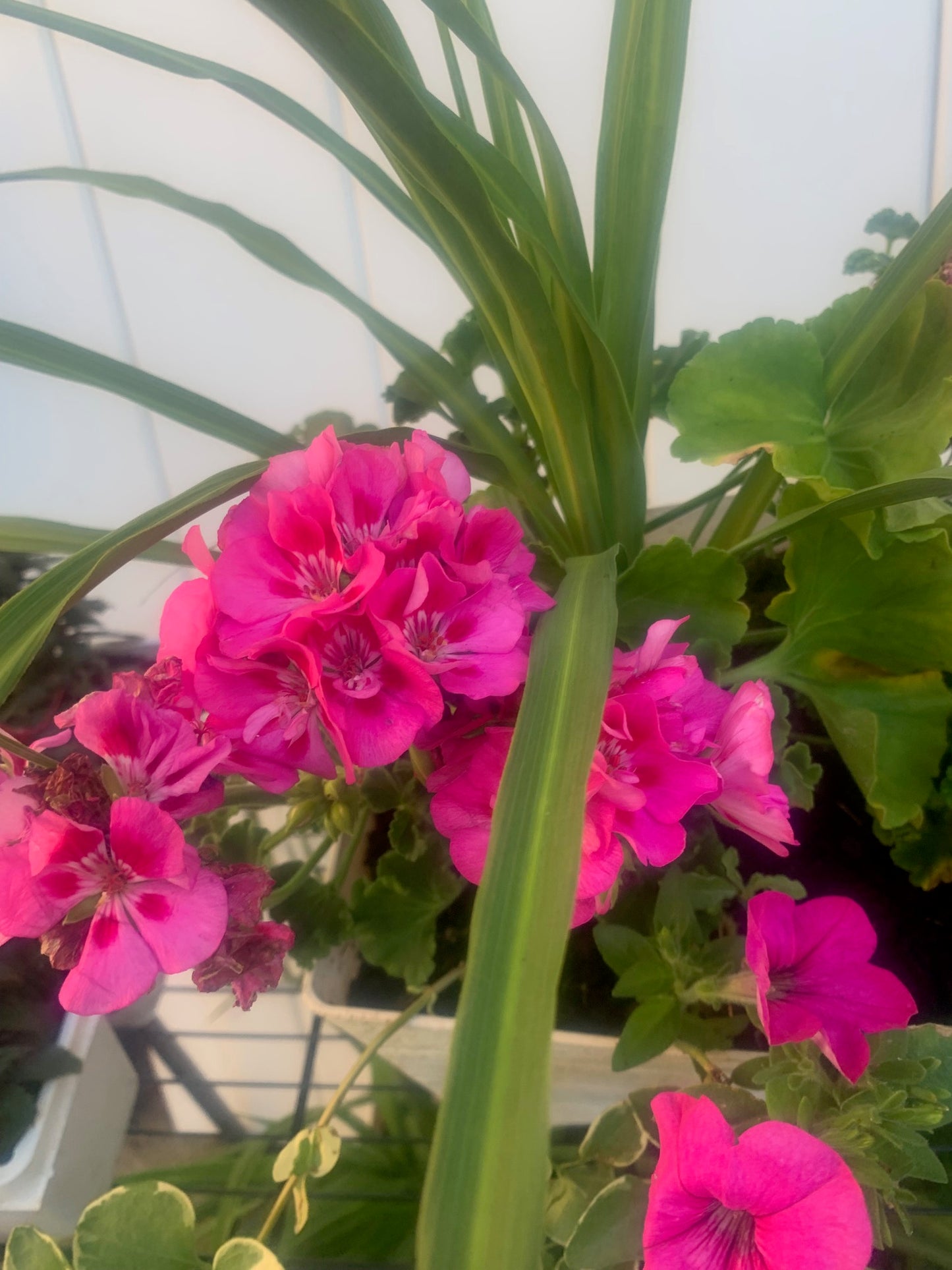 Rooted Pink Geraniums and Petunia Fern on Basket outdoor Patio or Balcony