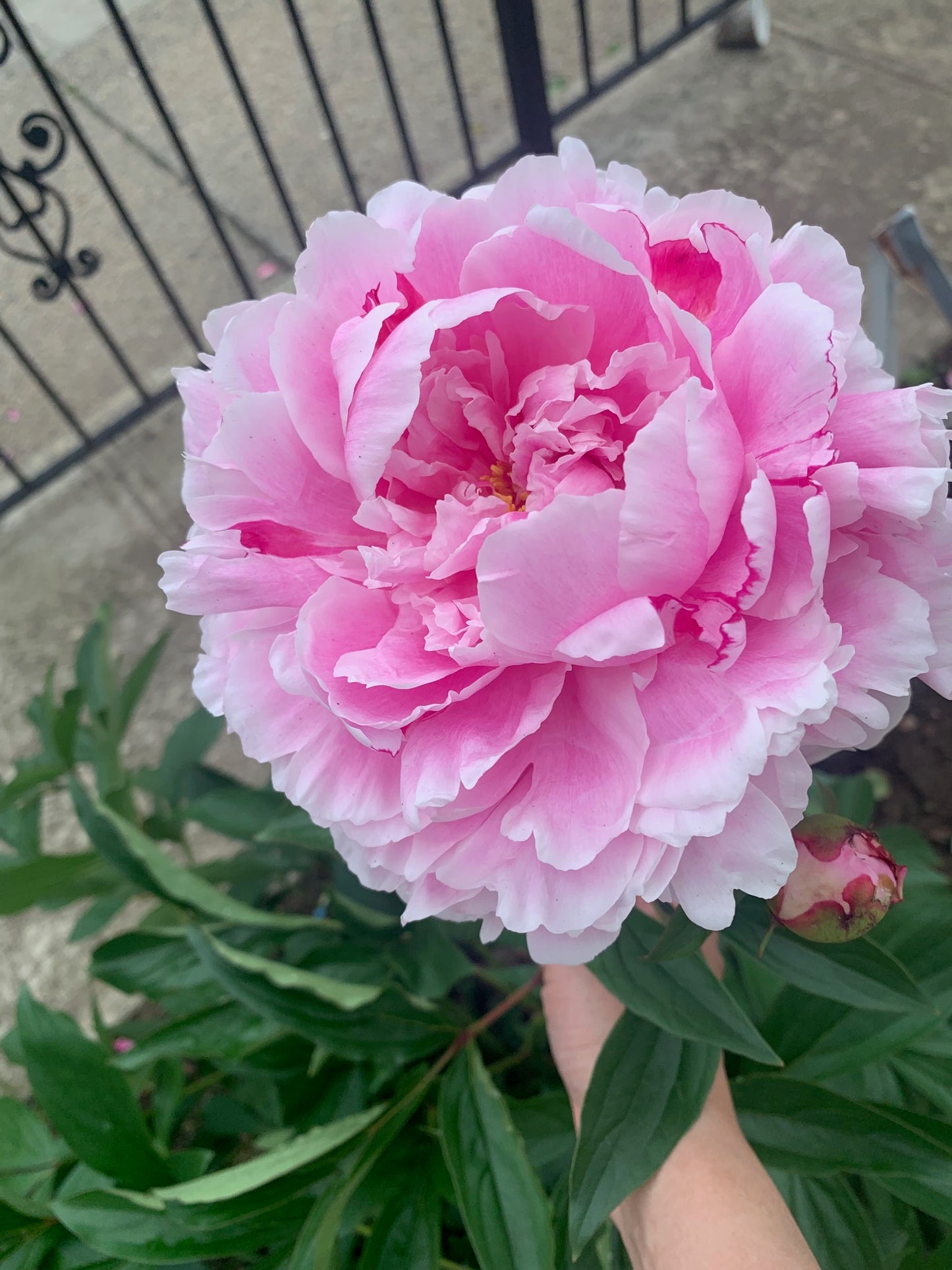 Peony Karl Bare Root Live Plants Outdoor Garden