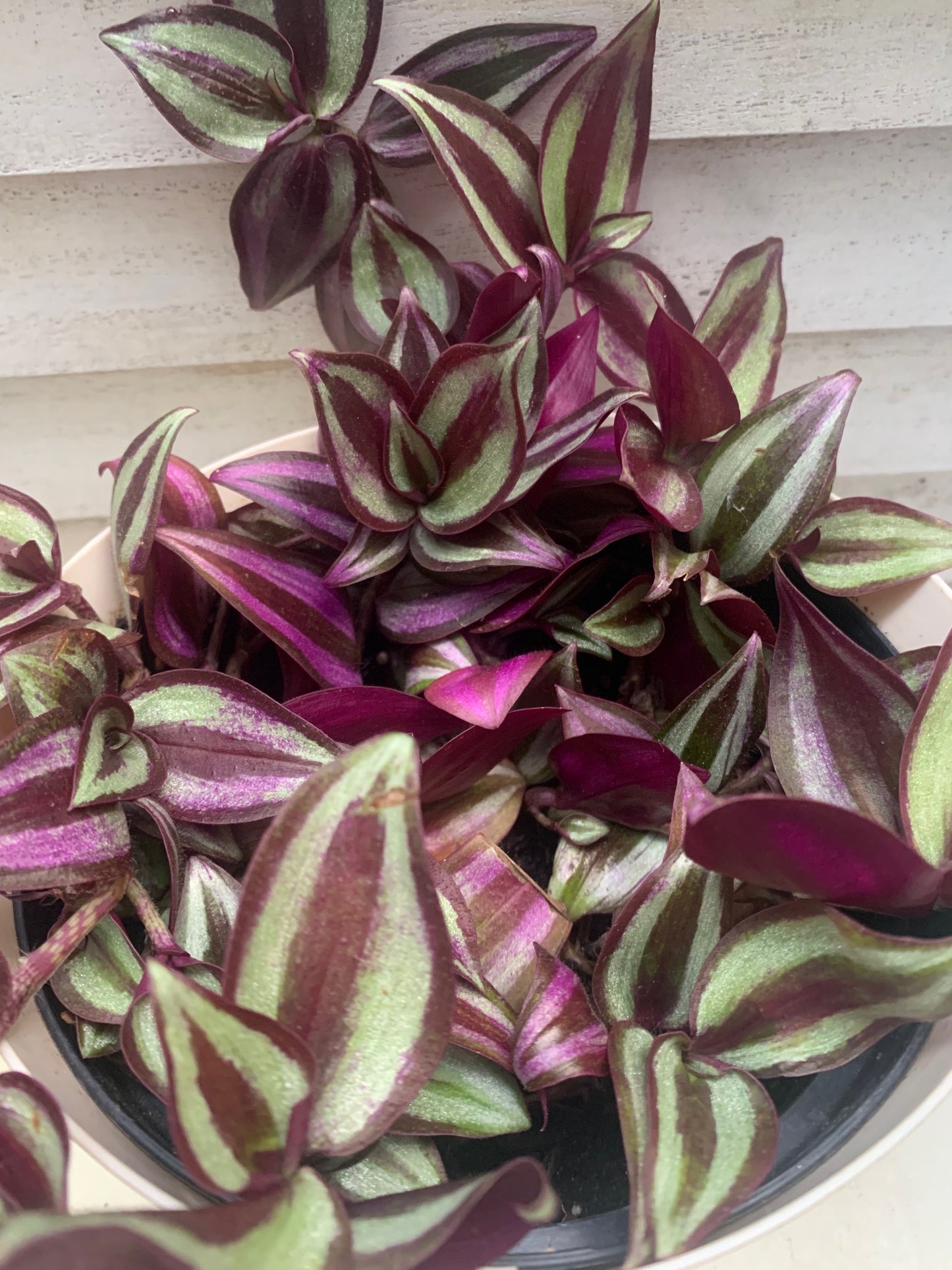 紫露草屬植物 室內植物 粉紅條紋 多色