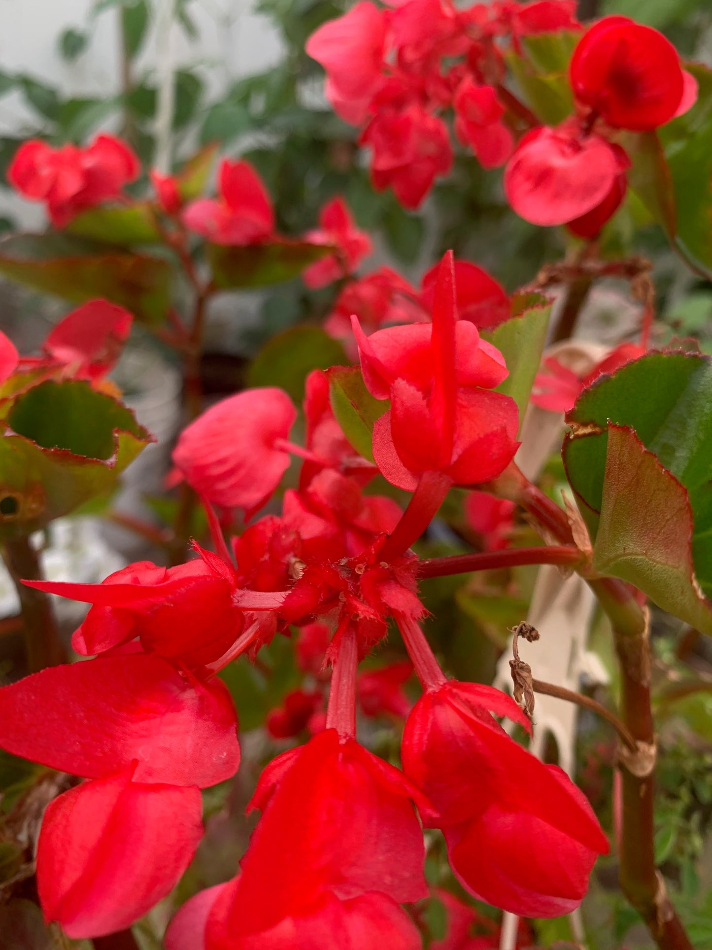 Rooted Red Begonia coleus outdoor Patio or Balcony