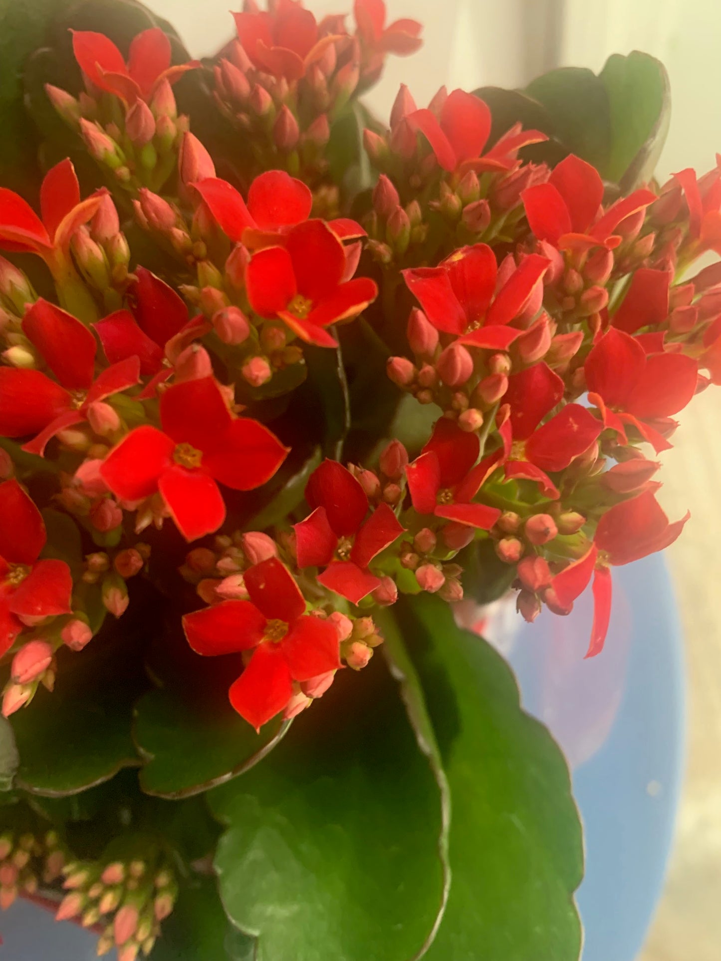 Rooted Pink Kerinci Rose Kalanchoe Plants in pot balcony yard or outdoor