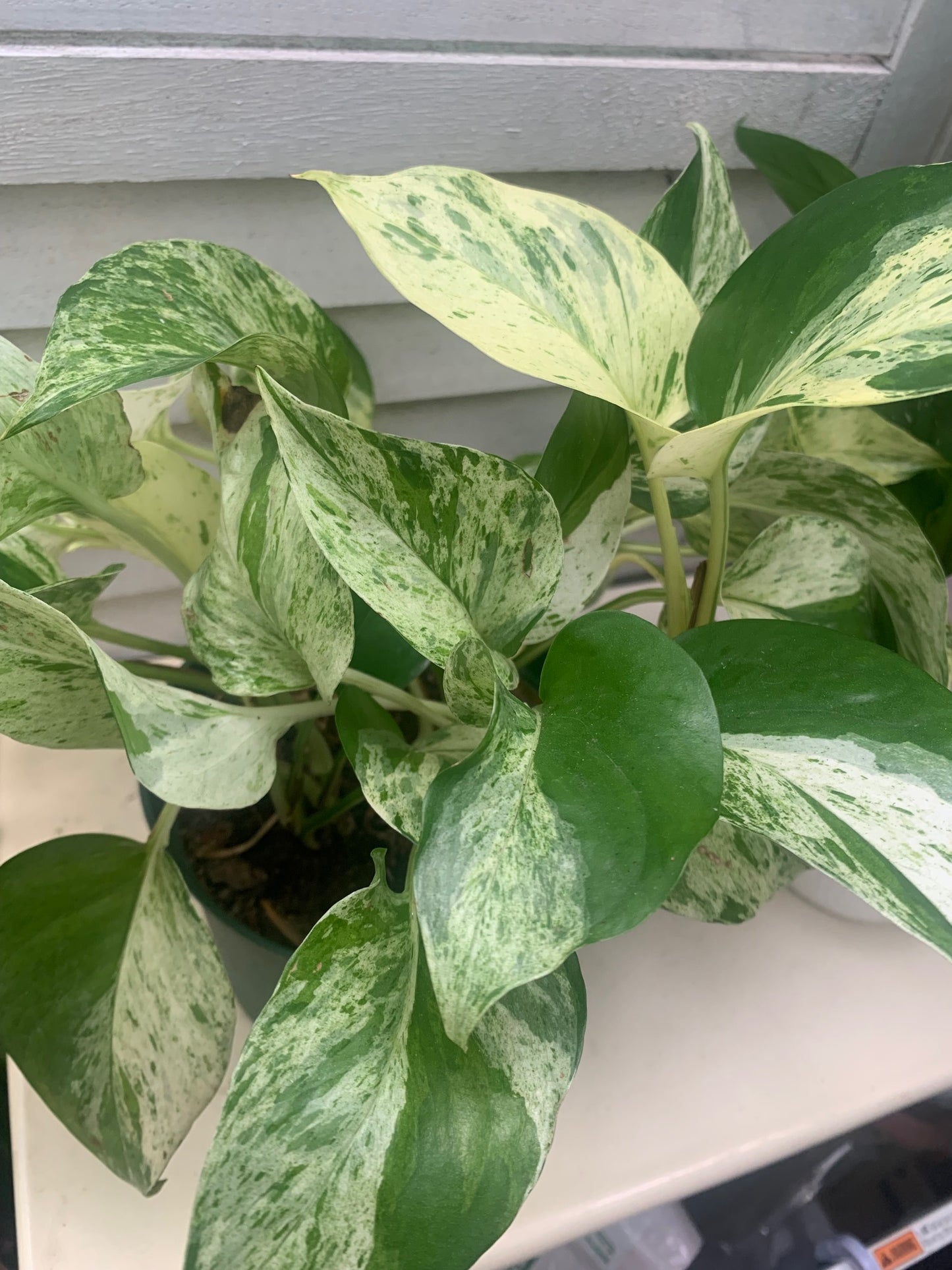 空氣清淨機綠蘿套裝室內植物入門花盆植物禮品家居裝飾室內任何房間