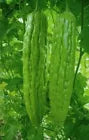 15 Green Skin Long Bitter Melon Seeds Asian Vegetable