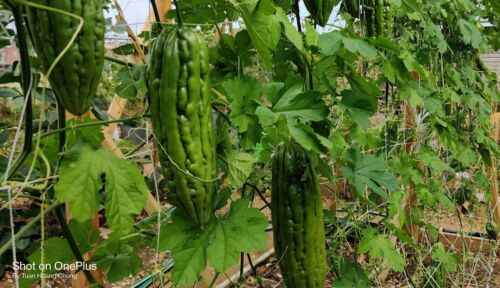 15 Green Skin Long Bitter Melon Seeds Asian Vegetable