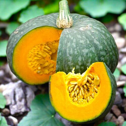 Kabocha Japanese Pumpkin Plants