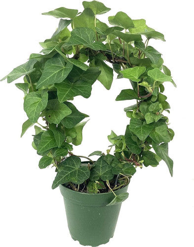 Rooted Air Indoor Plants English Ivy Green Wreaths in 6" Pot