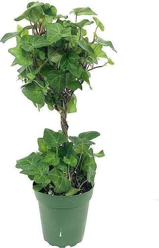 Rooted Air Indoor Plants English Ivy Green Wreaths in 6" Pot