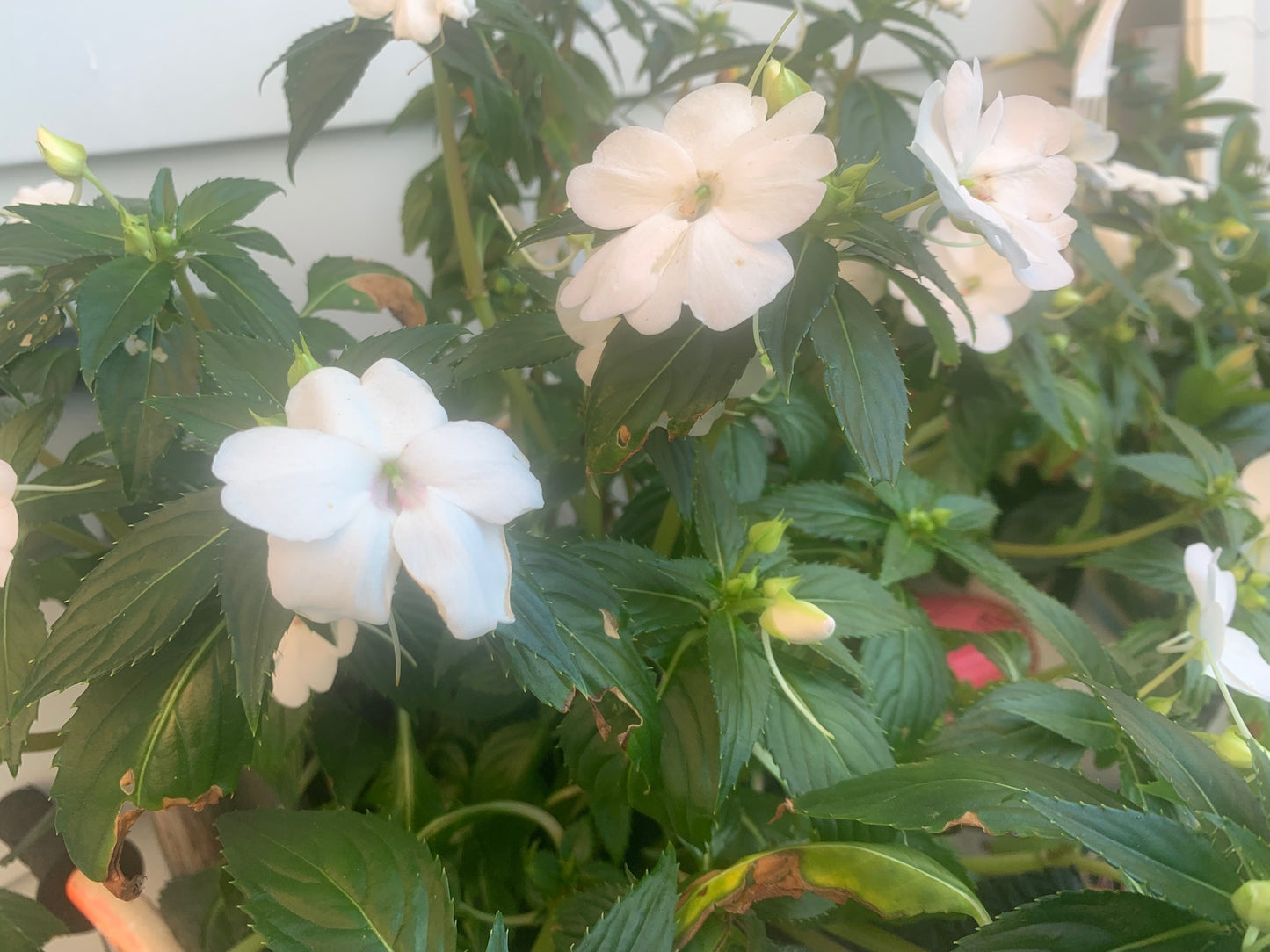 Rooted White Impatiens for balcony home decoration basket