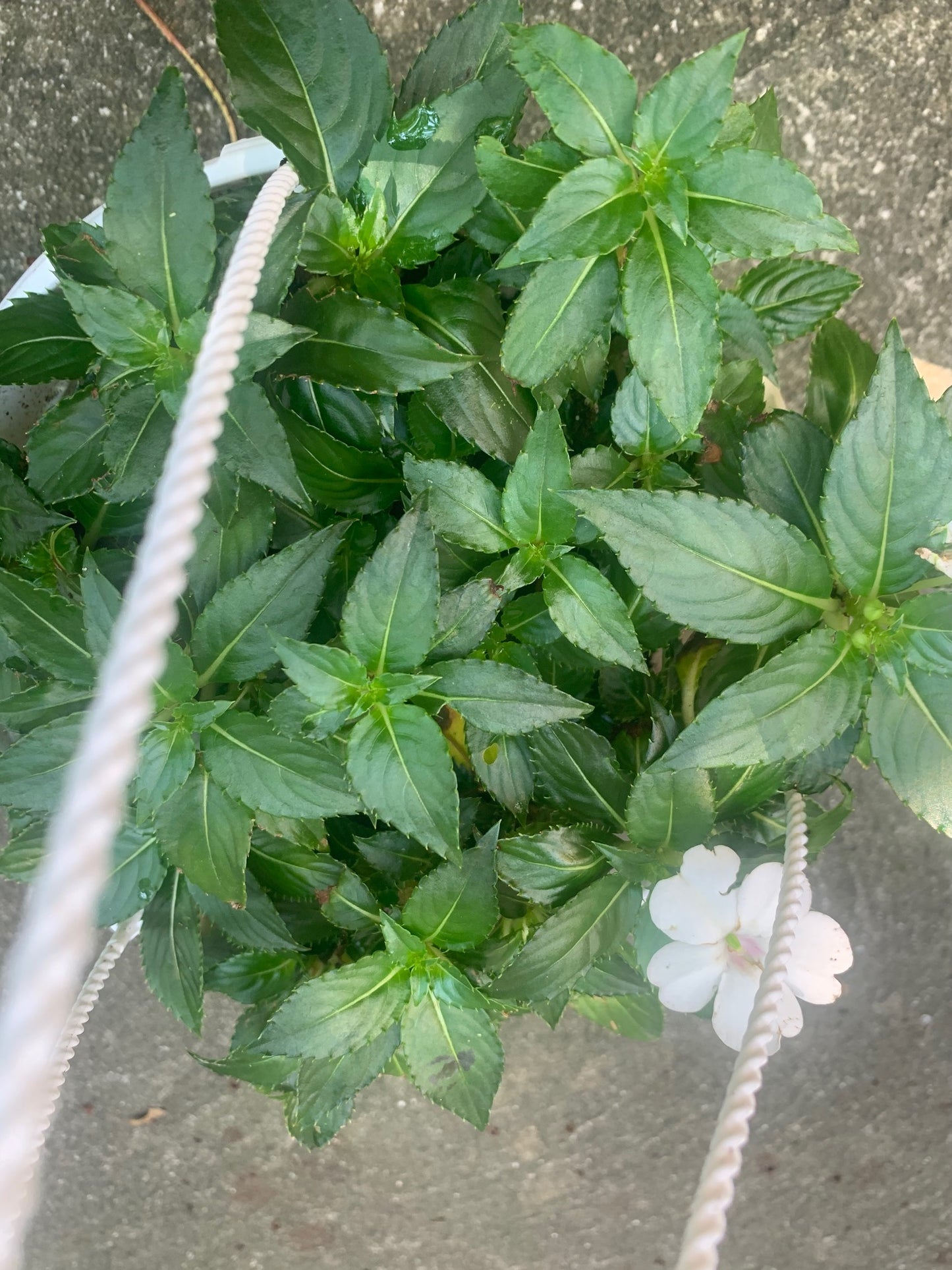 Rooted Impatiens Plants 6-inch basket balcony yardor outdoor