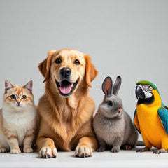 Collection image for: Pet Supplies- Foods, Toys, Accessories