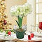 Holiday Celebration Plants Home Decoration and Gift