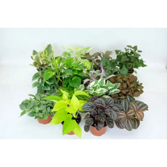 Collection image for: Bundles Collection