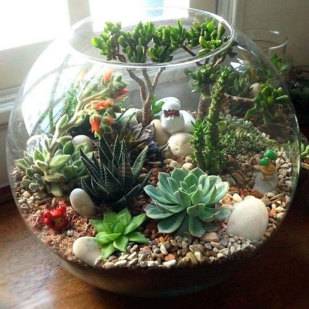Succulent plants