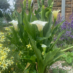 Collection image for: Outdoor Plants