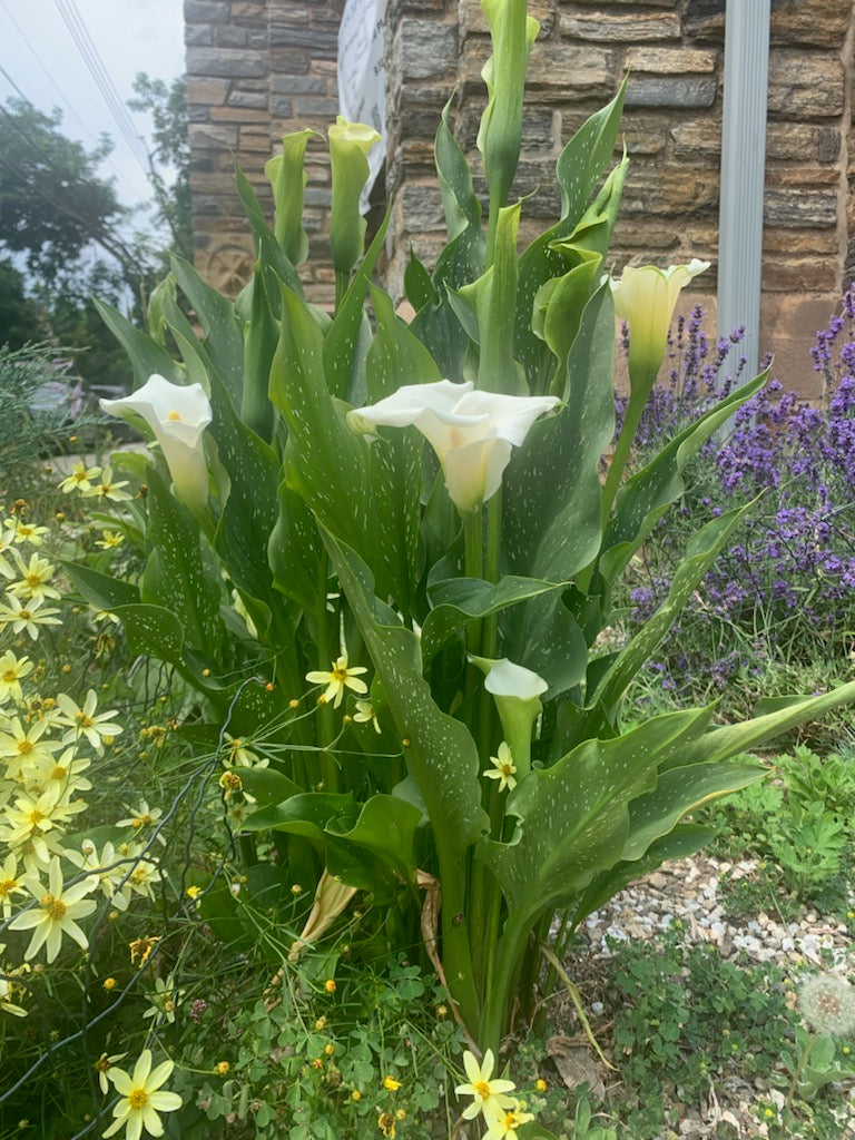 Outdoor Plants