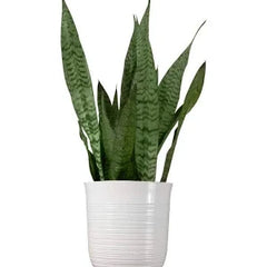 Collection image for: Office Plant