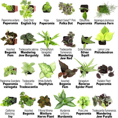 Collection image for: House Plants Indoor Plants