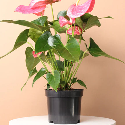 Indoor Plants Anthurium Pink flowers in Pot for Home Decoration or Holiday Gift