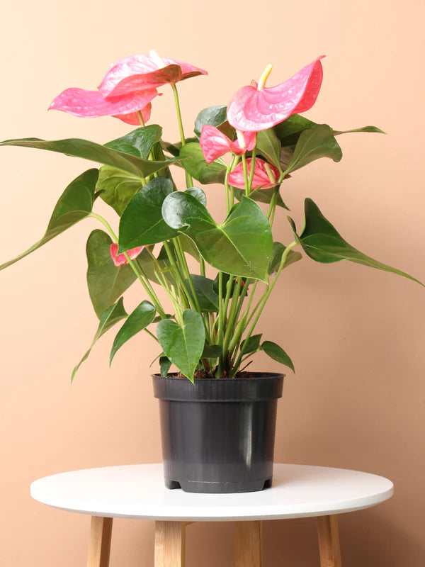 Indoor Plants Anthurium Pink flowers in Pot for Home Decoration or Holiday Gift