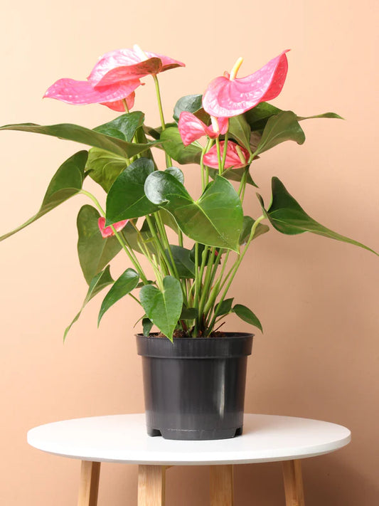 Indoor Plants Anthurium Pink flowers in Pot for Home Decoration or Holiday Gift