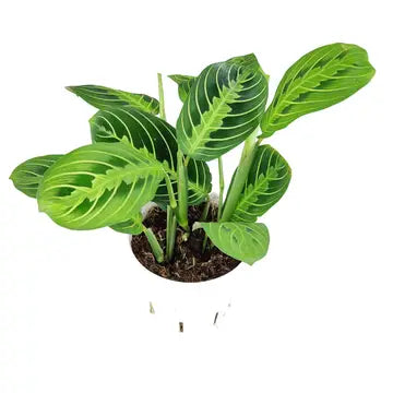 Maranta Prayer Plant Purifies the air Indoor plant