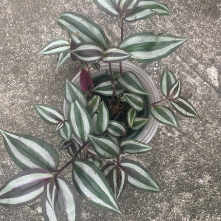 紫露草屬植物 室內植物 紫色和粉紅色