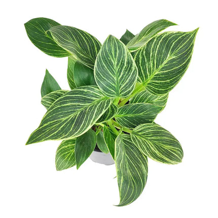 柏金蔓綠絨 - 活體室內植物 - 室內植物