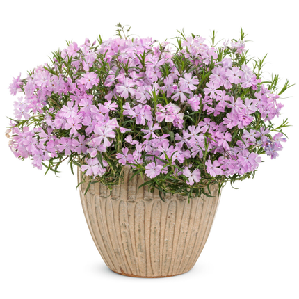 Pink Sparkles Live Plant Pink Flowers for garden and landscape