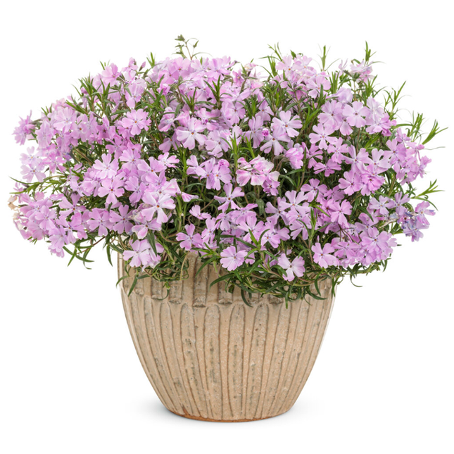 Pink Sparkles Live Plant Pink Flowers for garden and landscape