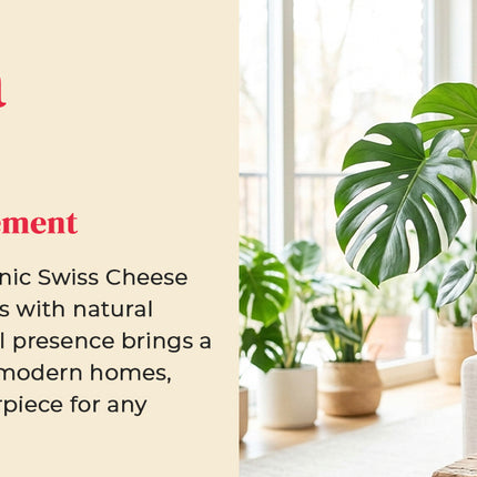 Monstera Deliciosa Floor Live Plant for Indoor or Outdoor Decoration