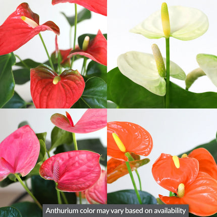 Red Anthurium Live Plant Decor in 6 Inch Pot Easy Plant Gift, Decorative Indoor Plant