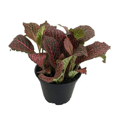 Rooted Fittonia Indoor Plants for Fairy Garden or Terrariums