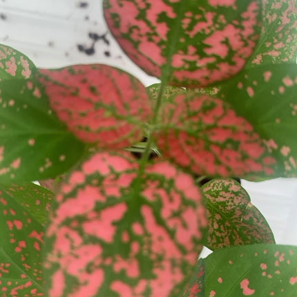 Rooted Polka Dot Plants for Fairy Garden or Terrariums