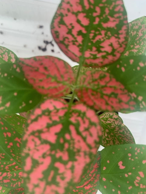 Rooted Polka Dot Plants for Fairy Garden or Terrariums