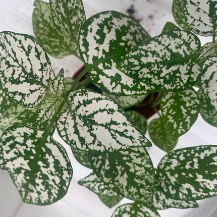 Rooted Polka Dot Plants for Fairy Garden or Terrariums