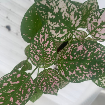 Rooted Polka Dot Plants for Fairy Garden or Terrariums